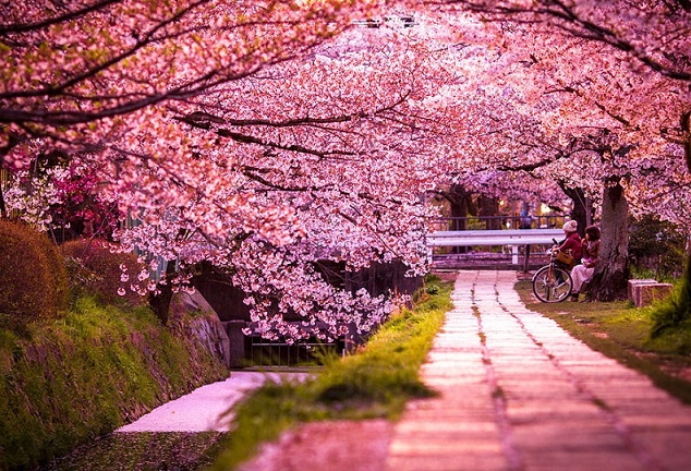 Khám phá vẻ đẹp hút hồn ở Nhật Bản trong bốn mùa