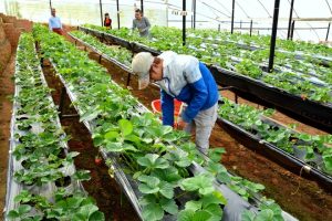 Xuất khẩu lao động ngành nông nghiệp Nhật Bản có thực sự hấp dẫn?