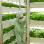 Plant Factories Propose A New Style Of Agriculture