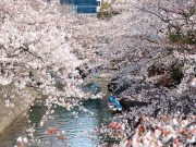 Hoa Anh Đào biểu tượng của đất nước Nhật Bản